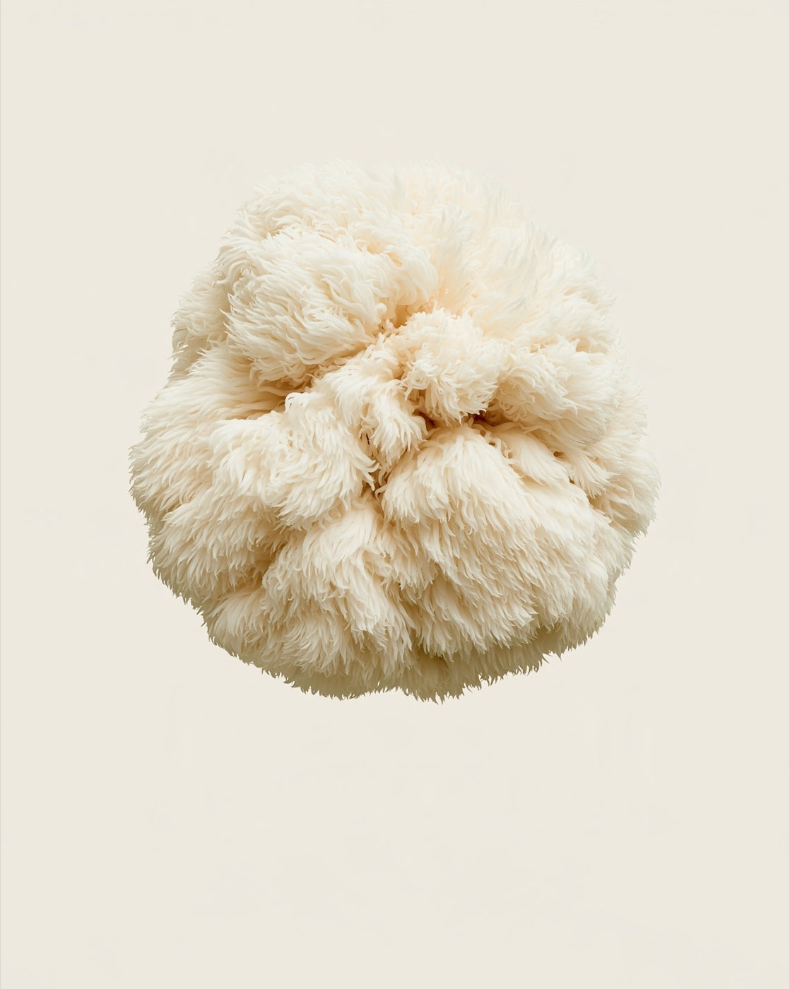 lion's mane