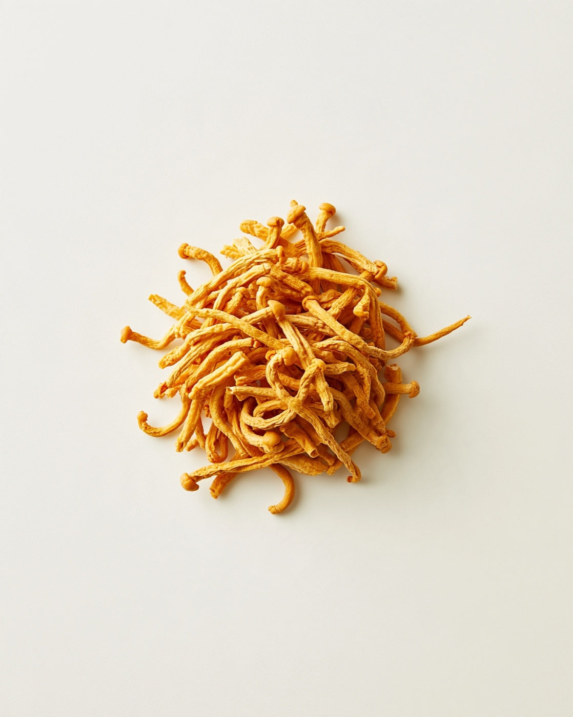 cordyceps militaris